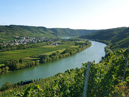Blick aus den Weinberge auf Wintrich